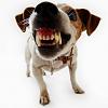     
: Dog bite mean teeth scary frightening-thumb.jpg
: 550
:	14.5 
ID:	42381