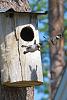     
: 2708155-R3L8T8D-600-baby-common-goldeneye-ducks-leaving-nest-flying-for-first-time.jpg
: 1514
:	221.6 
ID:	53465