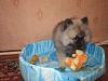     
: IMG_0784.jpg
: 242
:	994.0 
ID:	57069