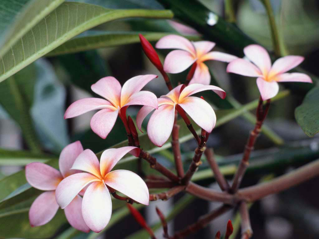 : Frangipani Flowers.jpg
: 158

: 105.5 