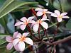     
: Frangipani Flowers.jpg
: 163
:	105.5 
ID:	71735