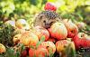     
: IMG-20151207-WA0002.jpg
: 1249
:	179.0 
ID:	88173