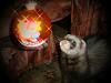     
: DSC00417.jpg
: 703
:	363.7 
ID:	8912