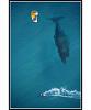     
: 5731655-R3L8T8D-600-kite-surfing-with-whale-below-aerial-shot-from-above.jpg
: 1277
:	90.5 
ID:	52049