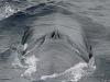     
: Blue_Whale_003_noaa_blowholes_1429159419.jpg.814x610_q85.jpg
: 1630
:	80.9 
ID:	74689