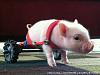     
: 97781247_pig.jpg
: 858
:	82.1 
ID:	62568