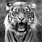   Hind